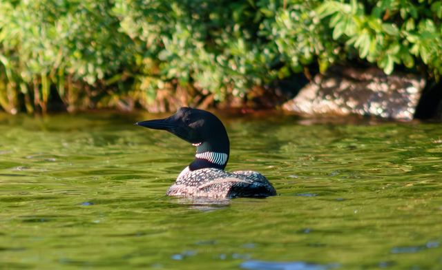 Common Loon