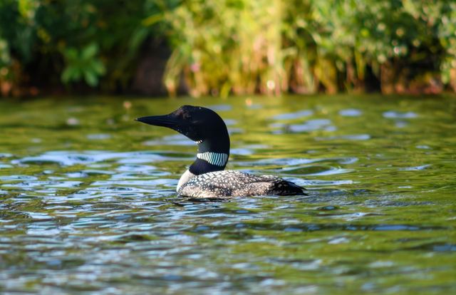 Common Loon