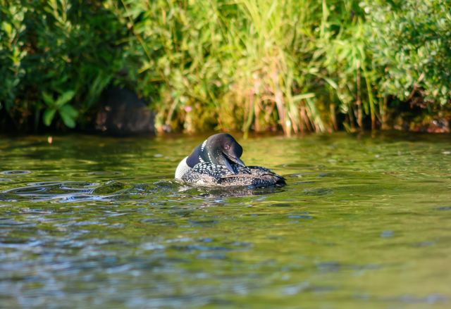 Common Loon