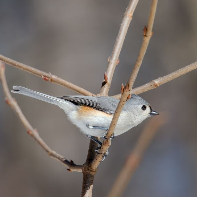 Tufted Titmouse