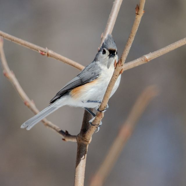 Tufted Titmouse