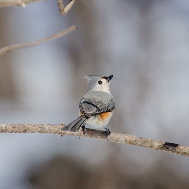Tufted Titmouse
