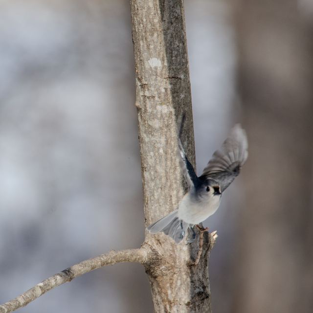 Tufted Titmouse