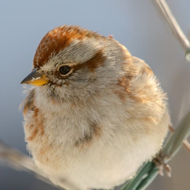 American Tree Sparrow