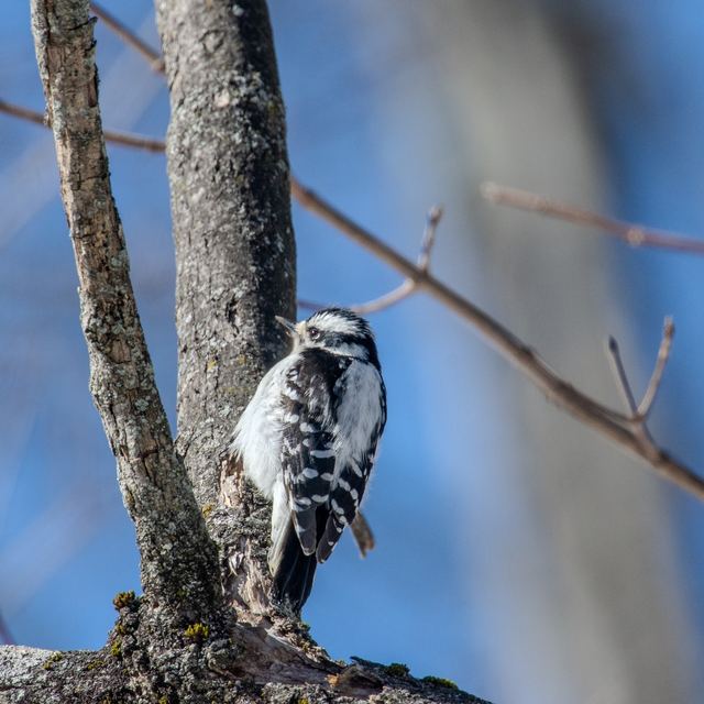Downy Woodpecker