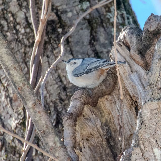 White-breasted Nuthatch