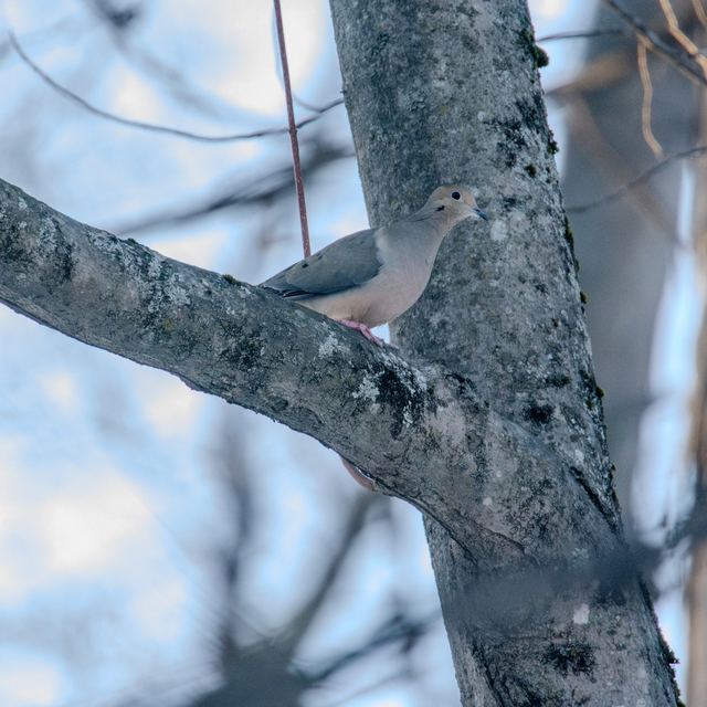 Mourning Dove