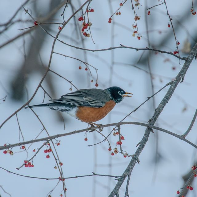 American Robin