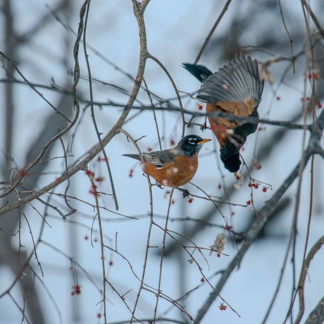 American Robin