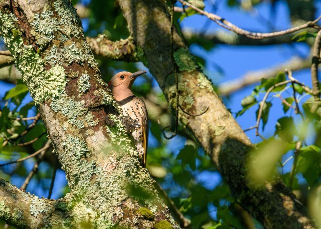 Northern Flicker