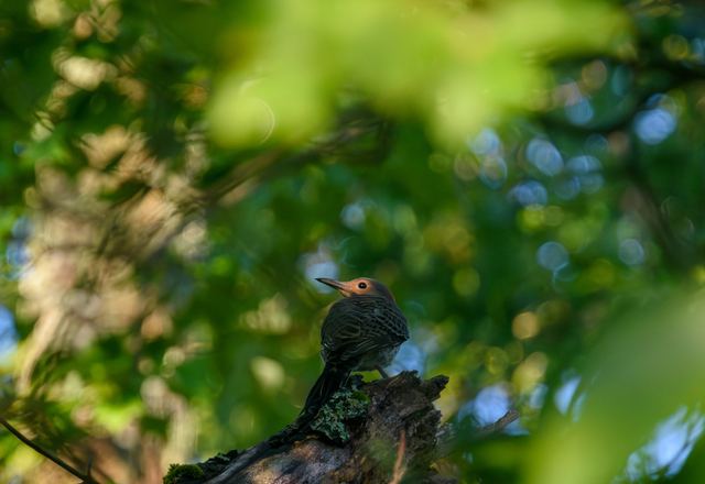 Northern Flicker