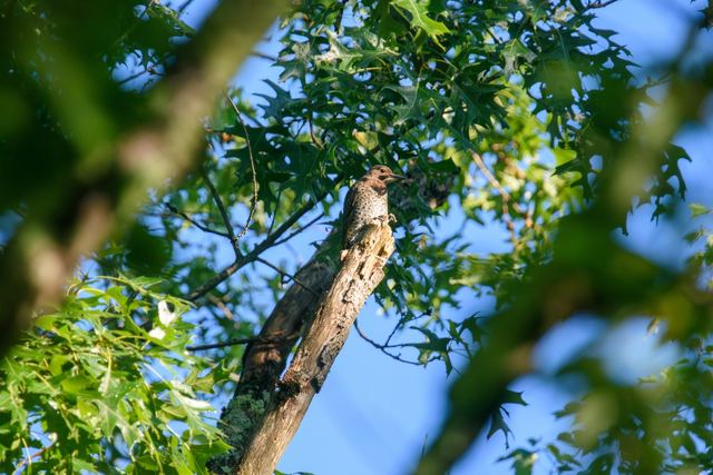 Northern Flicker
