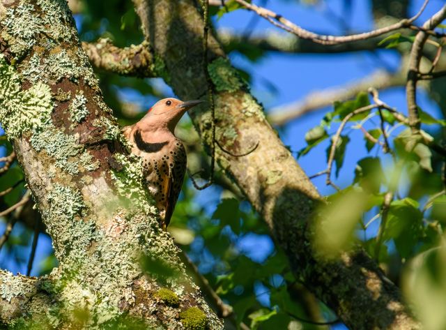 Northern Flicker