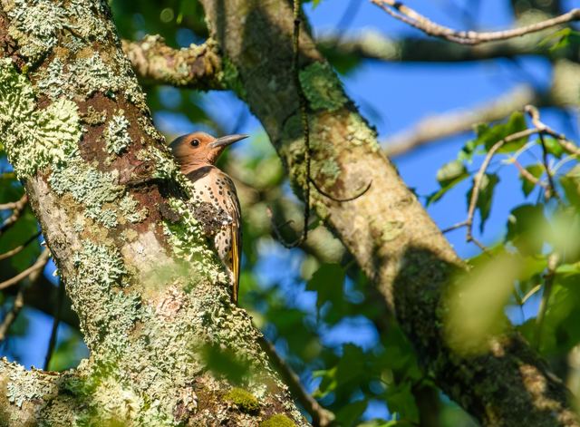 Northern Flicker