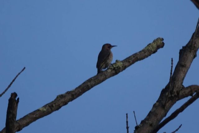 Northern Flicker