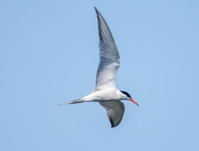 Common Tern