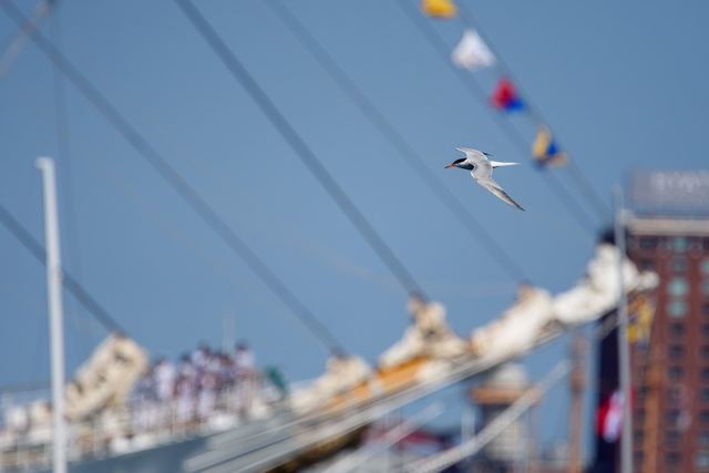 Common Tern