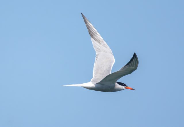 Common Tern