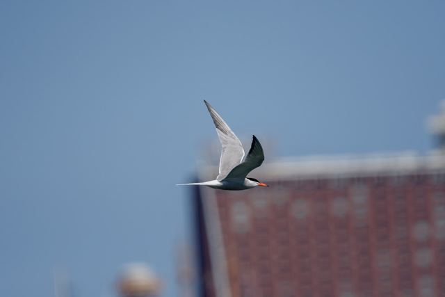 Common Tern