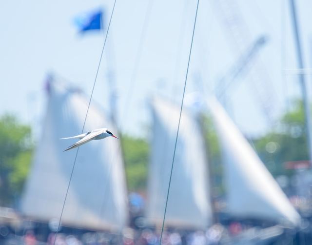 Common Tern