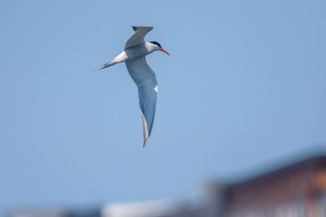 Common Tern