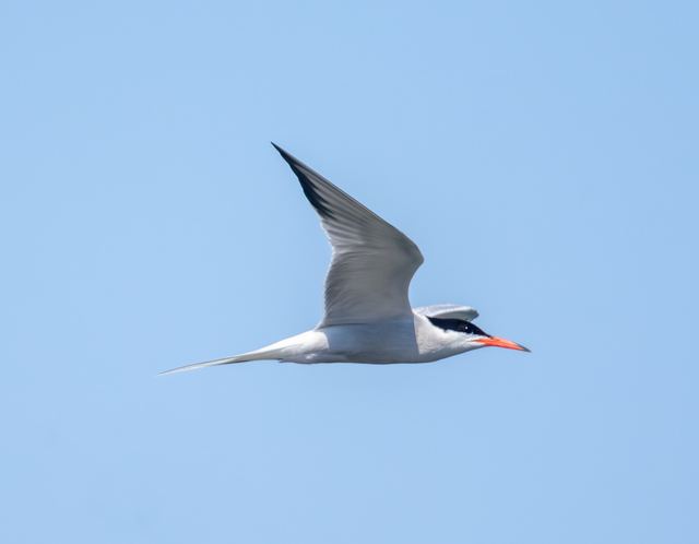 Common Tern