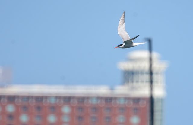 Common Tern