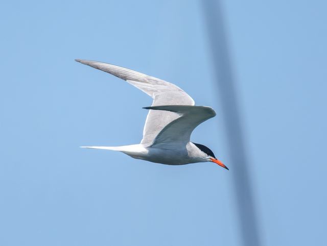 Common Tern