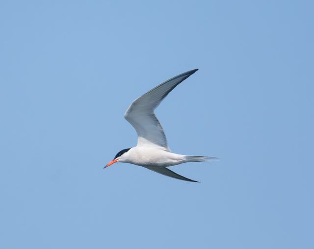 Common Tern