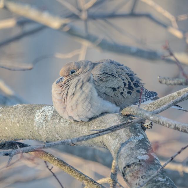 Mourning Dove