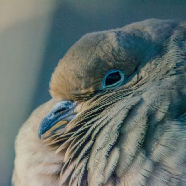 Mourning Dove