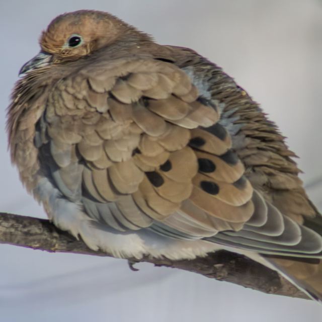 Mourning Dove