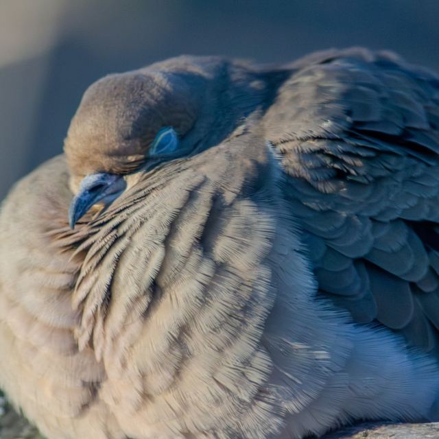 Mourning Dove