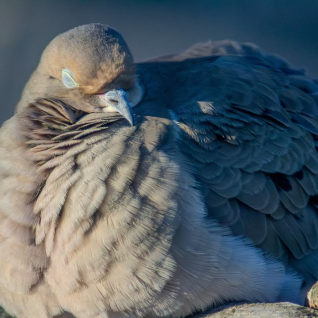 Mourning Dove