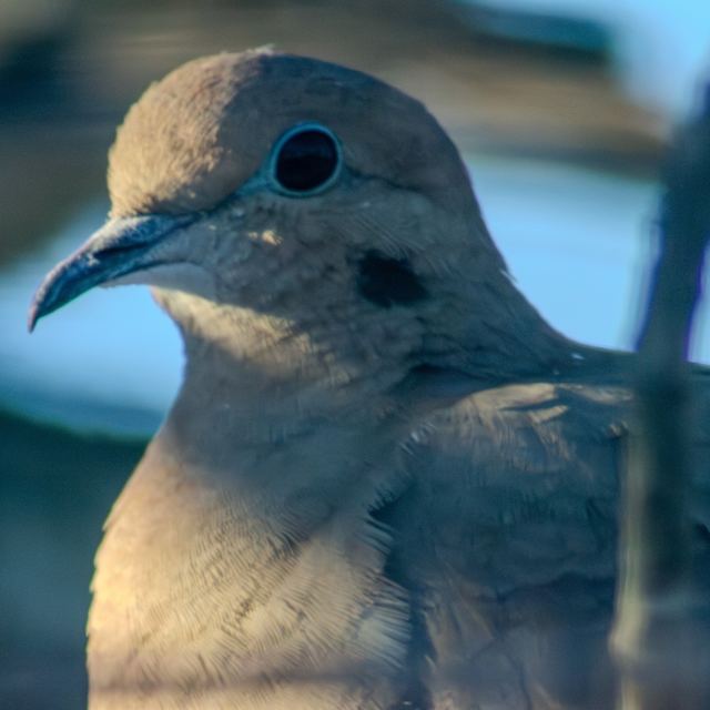 Mourning Dove