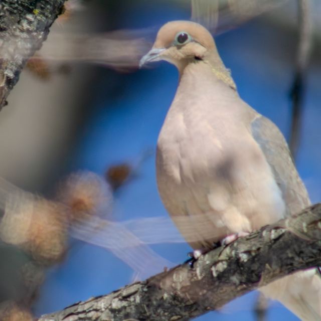 Mourning Dove