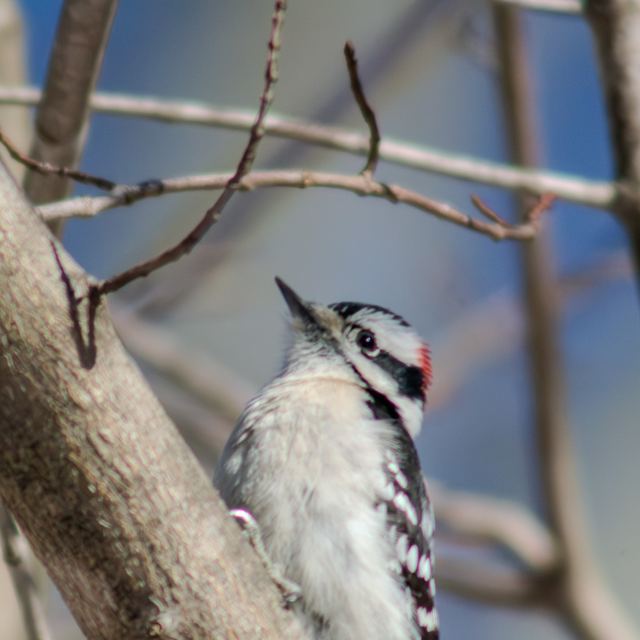 Downy Woodpecker