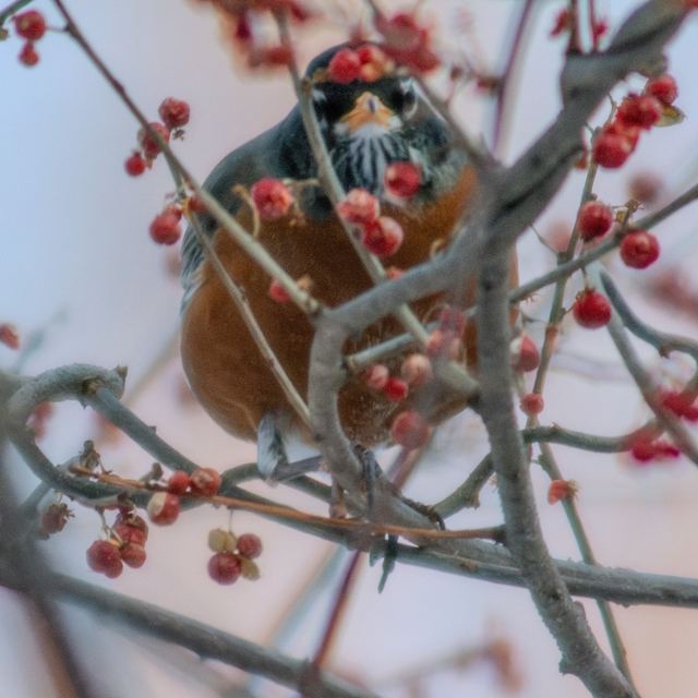 American Robin