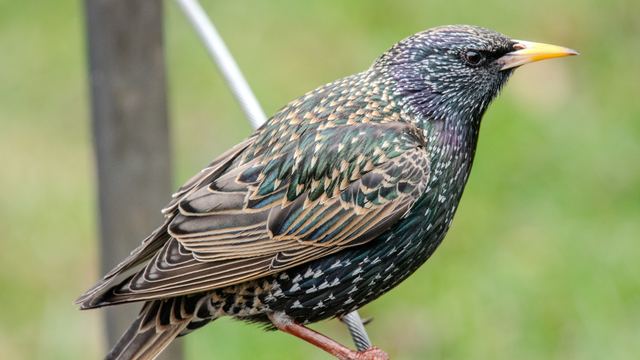 European Starling