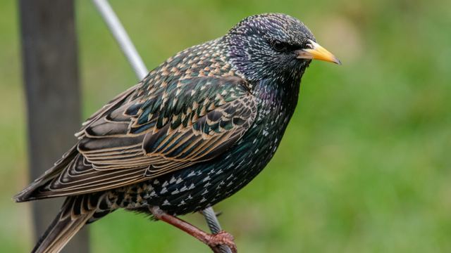 European Starling