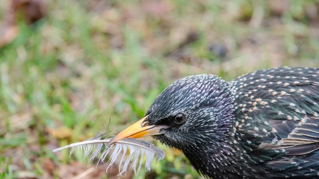 European Starling