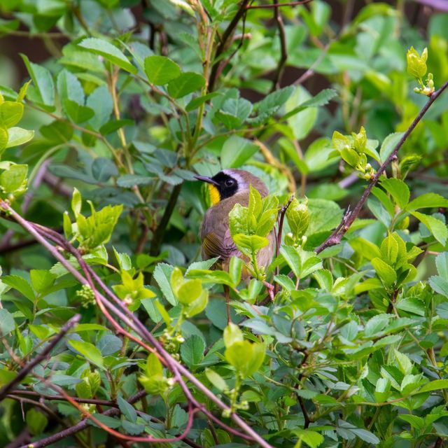Common Yellowthroat