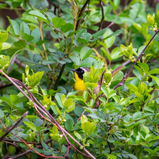 Common Yellowthroat