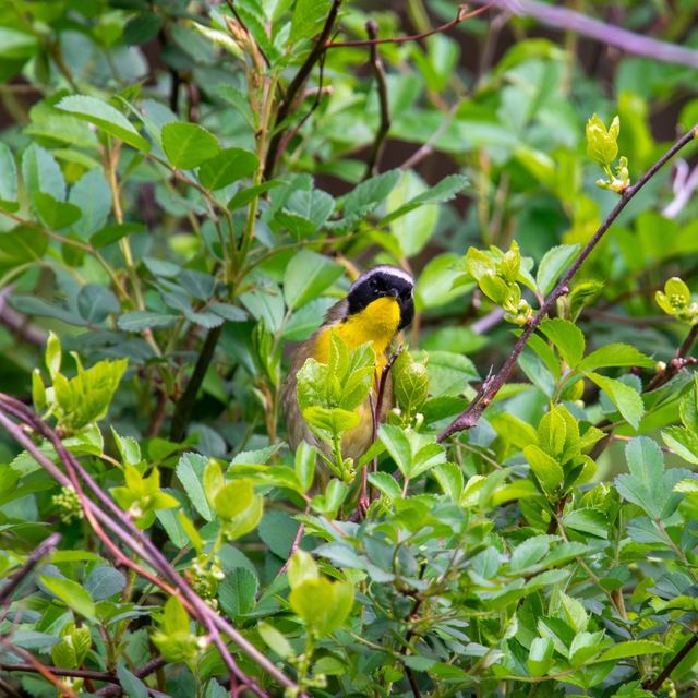 Common Yellowthroat