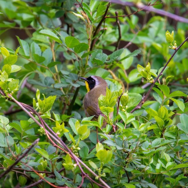 Common Yellowthroat