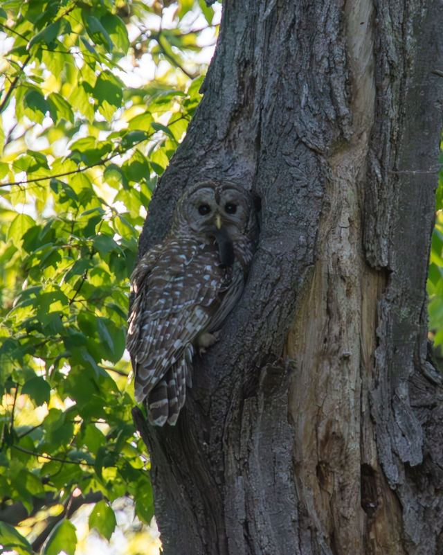 Barred Owl