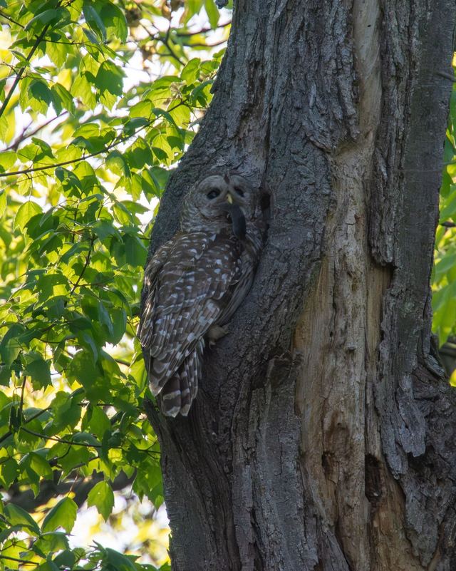 Barred Owl
