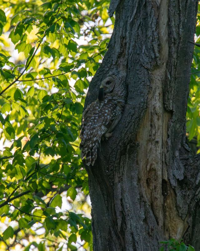 Barred Owl