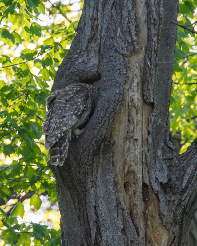 Barred Owl