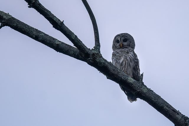 Barred Owl